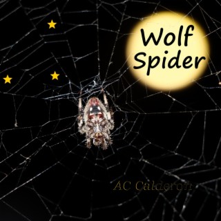 Wolf Spider lyrics | Boomplay Music