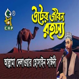 উটের জীবন রহস্য । সাঈদী । Uter Jibon Rohosso । Allama Sayedee । Olpo Kothay Onek Jana ।