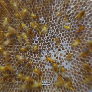 Honey Bees lyrics | Boomplay Music