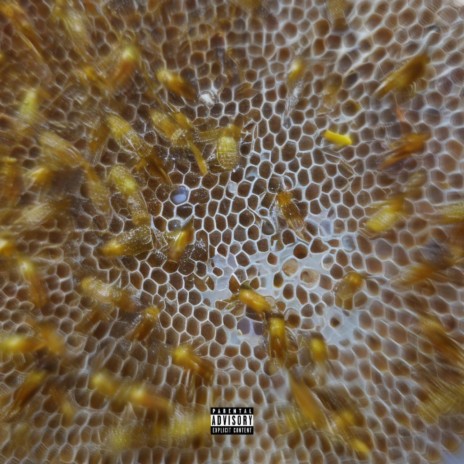 Honey Bees | Boomplay Music