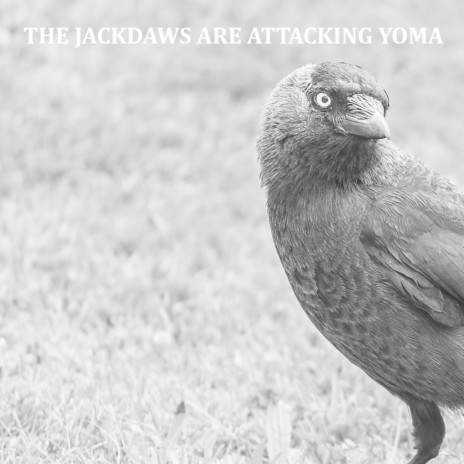 The Jackdaws Are Attacking Yoma
