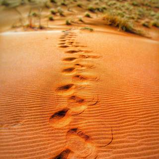 FOOTPRINTS