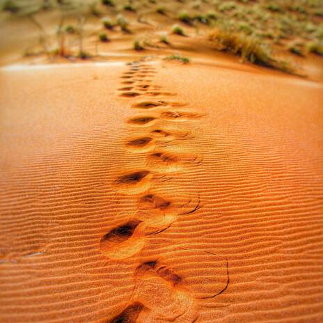 FOOTPRINTS