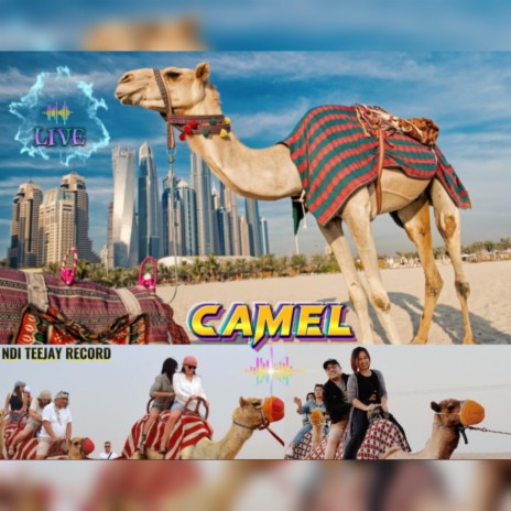 CAMEL | Boomplay Music