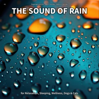 #1 The Sound of Rain for Relaxation, Sleeping, Wellness, Dogs & Cats
