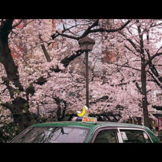 cherry blossom love lyrics | Boomplay Music