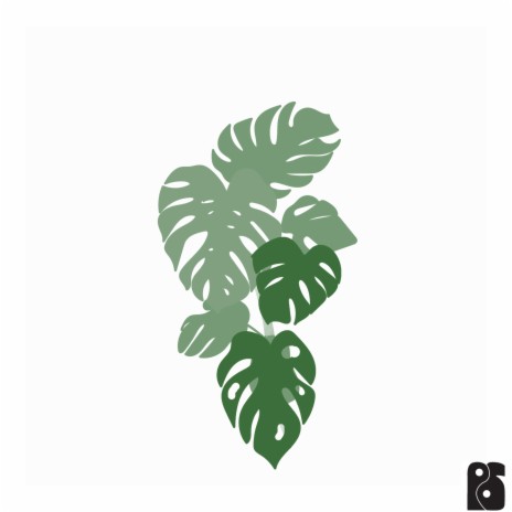 Monstera