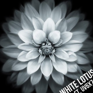 White Lotus