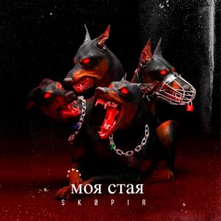 Моя стая