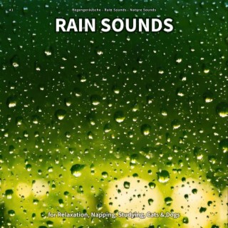 #1 Rain Sounds for Relaxation, Napping, Studying, Cats & Dogs