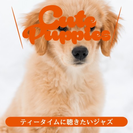 Cute Puppies - I\'m So Cute MP3 Download & Lyrics | Boomplay