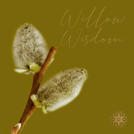 Willow Wisdom (Guided Meditation)