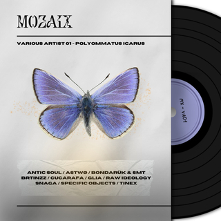 MX - VA01 POLYOMMATUS ICARUS