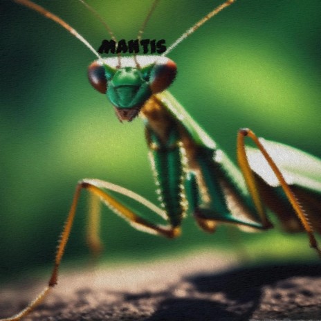 Mantis