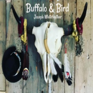 Buffalo & Bird