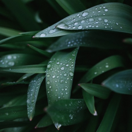 Summer Night Rain