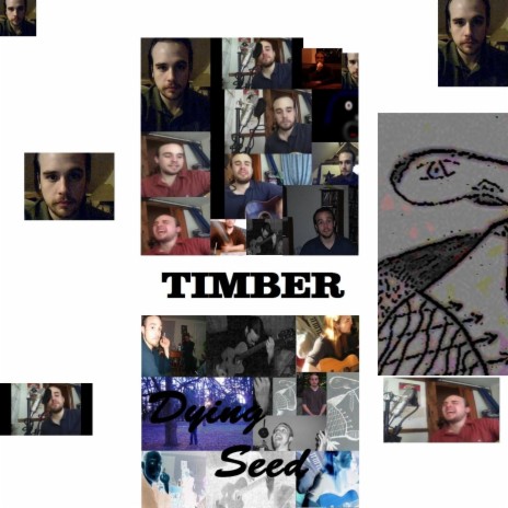 Timber | Boomplay Music