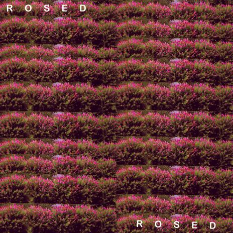 Rosed | Boomplay Music