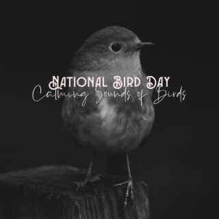 National Bird Day: Calming Sounds of Birds