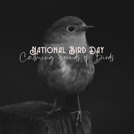 Placid Bird Song