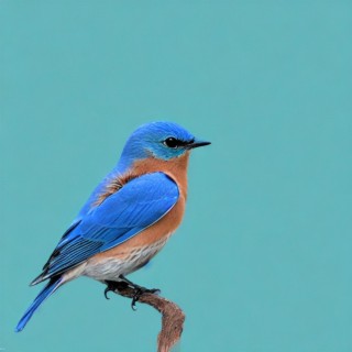 Bluebird