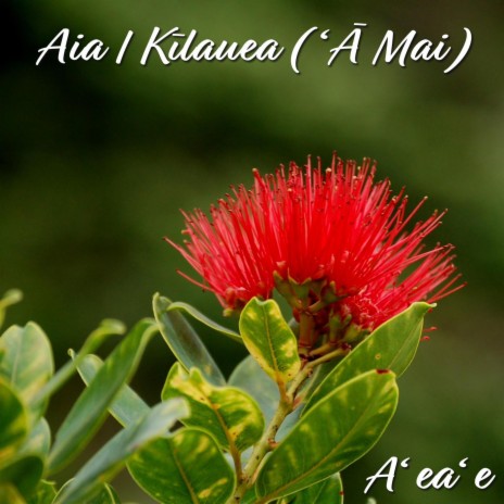 Aia I Kilauea ('A Mai)