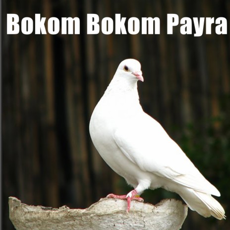 Bokom Bokom Payra | Boomplay Music