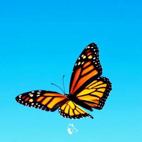 Butterfly Sky | Boomplay Music