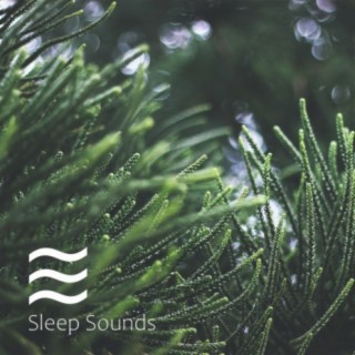 Sleepful Sounds of Windy Forest