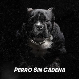 Perro Sin Cadena