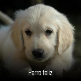 RW Musica de piano para perros