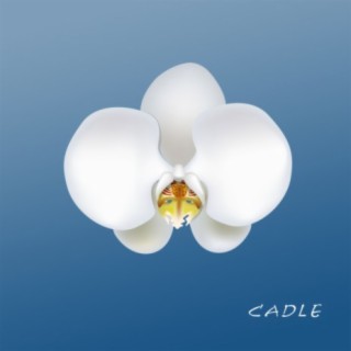 Cadle