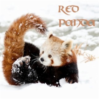 Red Panda