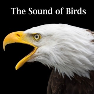The Sound of Birds