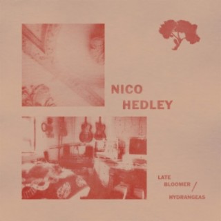 Nico Hedley