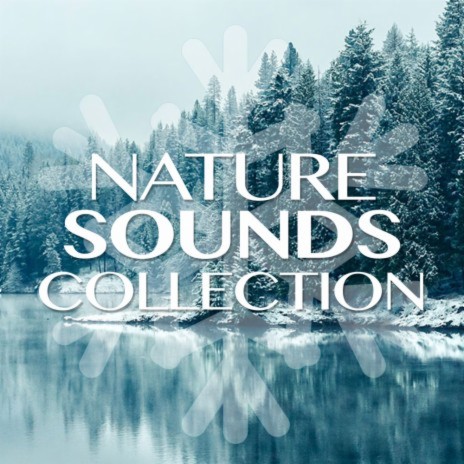 Rainforest & Animals (Original Mix) - Sleep Sounds Of Nature MP3 download |  Rainforest & Animals (Original Mix) - Sleep Sounds Of Nature Lyrics |  Boomplay Music