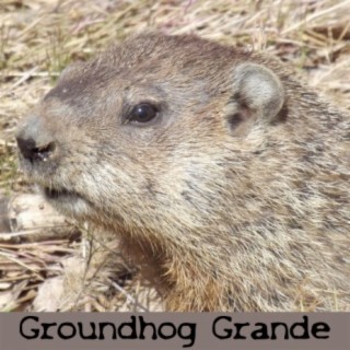 Groundhog Grande