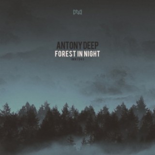 Forest In Night