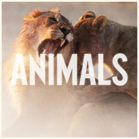 Maroon 5 - Animals MP3 Download & Lyrics | Boomplay