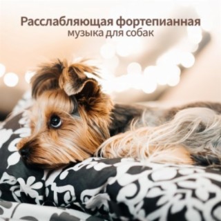 Расслабляющая фортепианная музыка для собак - Звуковая терапия, глубокое расслабление, анксиолитическое, спокойствие, счастливая собака