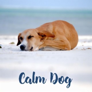 Calm Dog – Piano Classical Music for Dogs, Cats, Puppies, Anti Anxiety, Stress Relief, Flute, Saxophone, Relaxing Songs for Sleep