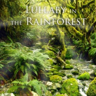 Lullaby in the Rainforest