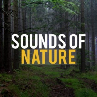 Sounds Of Nature