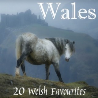 Welsh Wailers