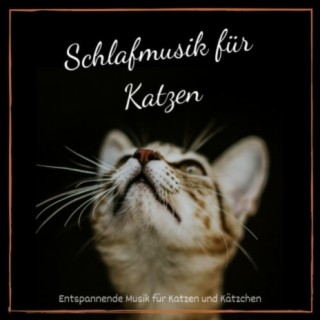 Schlafmusik für Katzen: Entspannende Musik für Katzen und Kätzchen