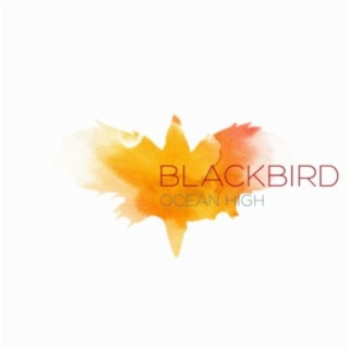 Blackbird