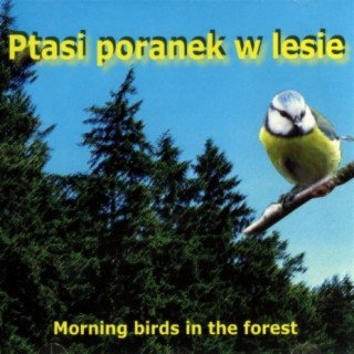 Ptasi poranek w lesie