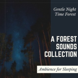 A Forest Sounds Collection: Gentle Night Time Forest Ambience for Sleeping