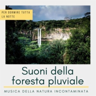 Suoni della foresta pluviale: Musica della natura incontaminata per dormire tutta la notte