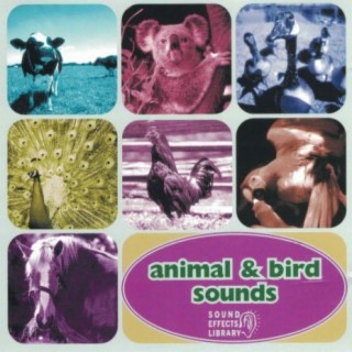 Animal & Bird Sounds